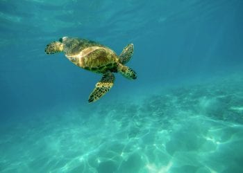 INTOXICATION ALIMENTAIRE – 10 personnes dont des enfants et des nourrissons trouvent la mort après avoir consommé de la viande de tortue de mer dans le quartier de Lovobe à Morondava