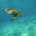INTOXICATION ALIMENTAIRE – 10 personnes dont des enfants et des nourrissons trouvent la mort après avoir consommé de la viande de tortue de mer dans le quartier de Lovobe à Morondava