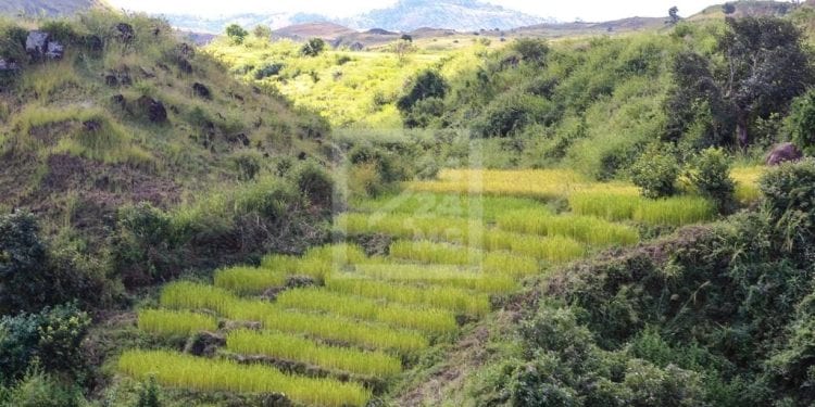 PERSPECTIVES ECONOMIQUES – La projection du taux de croissance pour 2022 réduite de moitié pour Madagascar, passant de 5,4% à 2,6%, le taux de pauvreté restera proche du sommet historique de 81%