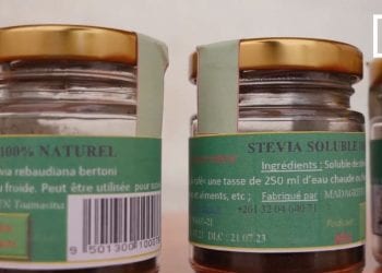 SANTE – Des feuilles de stevia pour remplacer le sucre dans les cuisines