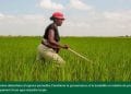 AGRICULTURE – Le groupe de la Banque africaine de développement octroie plus de 20 millions de dollars à Madagascar pour soutenir la production de céréales et d’oléagineux