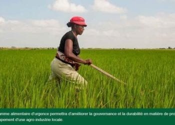 AGRICULTURE – Le groupe de la Banque africaine de développement octroie plus de 20 millions de dollars à Madagascar pour soutenir la production de céréales et d’oléagineux