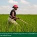 AGRICULTURE – Le groupe de la Banque africaine de développement octroie plus de 20 millions de dollars à Madagascar pour soutenir la production de céréales et d’oléagineux