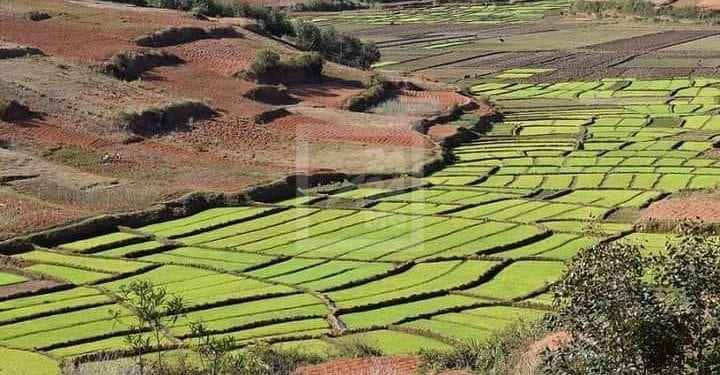 INCLUSION FINANCIÈRE – Un projet pilote d’assurance agricole pour le riz, le maïs, la vanille et le girofle prévu à partir du début de l’année prochaine