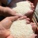 CONSOMMATION – Du riz à 2.000 ariary le kilo et du sucre à 4.000 ariary le kilo durant la tenue des Journées mondiale de la jeunesse à Antsirabe