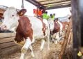 ELEVAGE – Une formation des éleveurs et des terrains à octroyer pour accueillir les 1.000 vaches laitières et 1.200 petits ruminants annoncés par le Conseil des ministres, selon le ministère de l’Agriculture et de l’élevage