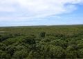 ENVIRONNEMENT : Madagascar a perdu 8.526ha de mangroves entre 1996 et 2016, mais reste  le deuxième pays de la région de l&rsquo;Océan indien occidental à avoir la plus grande superficie de mangroves, selon le rapport sur le statut des mangroves dans la région de l’Océan indien occidental