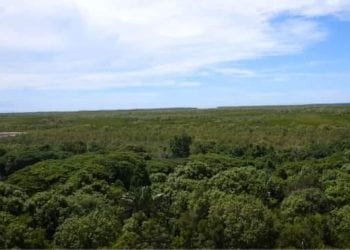 ENVIRONNEMENT : Madagascar a perdu 8.526ha de mangroves entre 1996 et 2016, mais reste le deuxième pays de la région de l’Océan indien occidental à avoir la plus grande superficie de mangroves, selon le rapport sur le statut des mangroves dans la région de l’Océan indien occidental