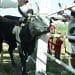 FILIÈRE BOVINE – 14.675 boucles électroniques à poser dans les districts de Tolagnaro et d’Amboasary Sud pour l’identification et la traçabilité des bovidés