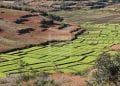 AGRICULTURE – Hausse de 200.000 tonnes de la production de paddy en 2022 par rapport à 2021, selon le ministre de l’Agriculture