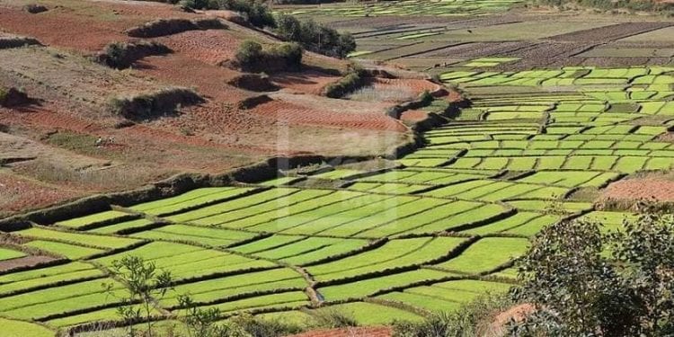AGRICULTURE – Hausse de 200.000 tonnes de la production de paddy en 2022 par rapport à 2021, selon le ministre de l’Agriculture