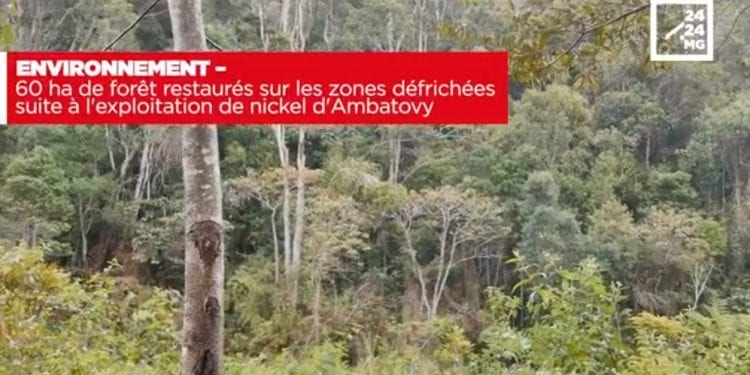 ENVIRONNEMENT – 60 ha de forêt restaurés sur les zones défrichées suite à l’exploitation de nickel d’Ambatovy