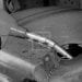 CARBURANT – Une nouvelle arrestation dans l&rsquo;affaire de carburant frelaté, selon le préfet de Toamasina, des prélèvements d&rsquo;échantillons de carburant effectués au niveau des stations services