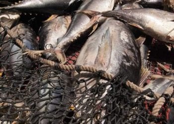 RESSOURCES HALIEUTIQUES – Un droit d’accès de 220 euros par tonne de thon capturé dans les eaux malgaches par les bateaux européens, le Conseil des ministres donne son feu vert à la signature du onzième accord de pêche avec l’Union européenne