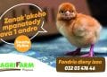 Eh! Fandrio dieny zao ny zanak&rsquo;akoho iray andro MAH&rsquo;ATODY-souche Hyline- ilay nahafapo antsika mpiompy akoho mpanatody lava hatrizay  ???? Antsoy ary ny +261320347646 #agrifarm #mahafapo_tokoa #mahatody