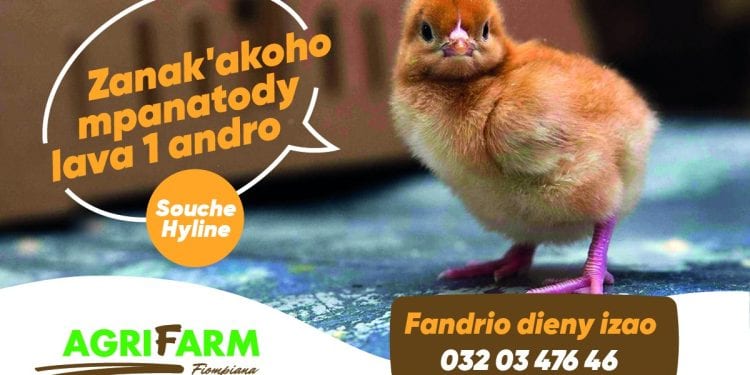 Eh! Fandrio dieny zao ny zanak&rsquo;akoho iray andro MAH&rsquo;ATODY-souche Hyline- ilay nahafapo antsika mpiompy akoho mpanatody lava hatrizay  ???? Antsoy ary ny +261320347646 #agrifarm #mahafapo_tokoa #mahatody