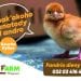 Eh! Fandrio dieny zao ny zanak’akoho iray andro MAH’ATODY-souche Hyline- ilay nahafapo antsika mpiompy akoho mpanatody lava hatrizay ???? Antsoy ary ny +261320347646 #agrifarm #mahafapo_tokoa #mahatody