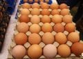 ELEVAGE – Faible consommation d’œufs à Madagascar avec une moyenne de 20 œufs par personne par an, selon le ministère de l’Agriculture et de l’élevage
