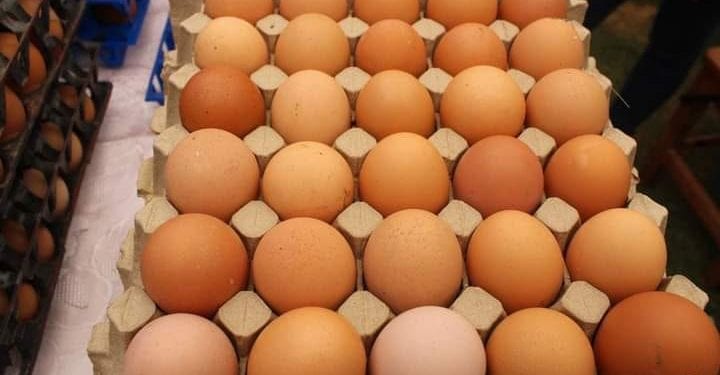 ELEVAGE – Faible consommation d&rsquo;œufs à Madagascar avec une moyenne de 20 œufs par personne par an, selon le ministère de l&rsquo;Agriculture et de l&rsquo;élevage