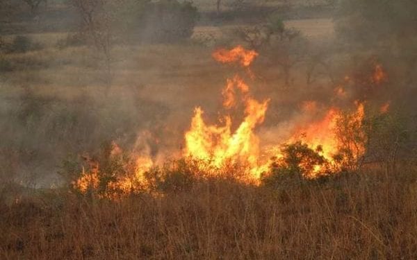 ENVIRONNEMENT  – 80 ha du Parc National de Zombitse-Vohibasia dévorés par les flammes selon Madagascar National Park, un autre départ de feu constaté dans la forêt d’Ambalabe