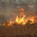 ENVIRONNEMENT  – 80 ha du Parc National de Zombitse-Vohibasia dévorés par les flammes selon Madagascar National Park, un autre départ de feu constaté dans la forêt d’Ambalabe