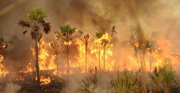 ENVIRONNEMENT – Environ 8.000 ha de la réserve de la Baie de Baly réduits en cendre, des points de feux constatés à Ankarafantsika, selon Madagascar national parks