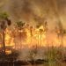 ENVIRONNEMENT – Environ 8.000 ha de la réserve de la Baie de Baly réduits en cendre, des points de feux constatés à Ankarafantsika, selon Madagascar national parks