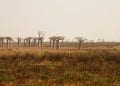 ENVIRONNEMENT – Un village à agrandir dans le Menabe pour reloger 500 familles vivant dans l’aire protégée de Menabe Antimena