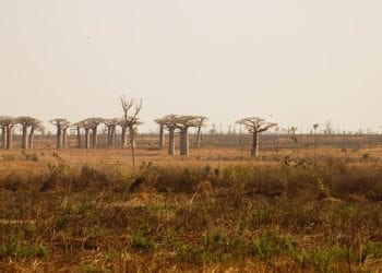 ENVIRONNEMENT – Un village à agrandir dans le Menabe pour reloger 500 familles vivant dans l’aire protégée de Menabe Antimena