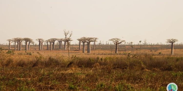 ENVIRONNEMENT – Un village à agrandir dans le Menabe pour reloger 500 familles vivant dans l’aire protégée de Menabe Antimena