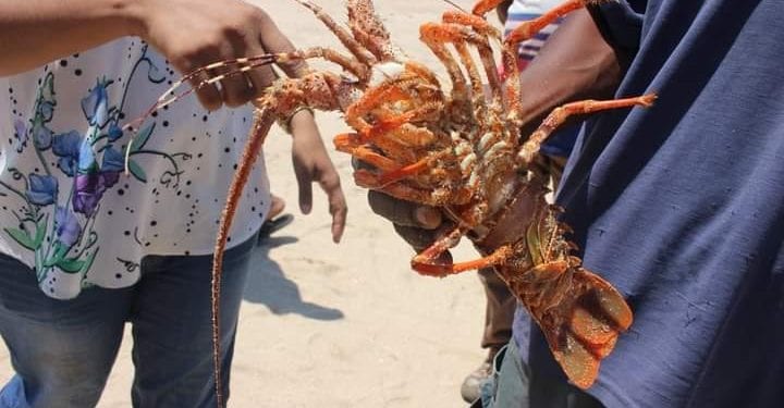 RESSOURCES HALIEUTIQUES – Fermeture de la pêche aux langoustes jusqu’en fin Décembre 2022 pour les régions d’Atsinanana, d’Analanjirofo, de Sava, de Diana, de Sofia, de Boeny, de Melaky, de Menabe et d’Atsimo Andrefana