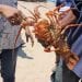 RESSOURCES HALIEUTIQUES – Fermeture de la pêche aux langoustes jusqu’en fin Décembre 2022 pour les régions d’Atsinanana, d’Analanjirofo, de Sava, de Diana, de Sofia, de Boeny, de Melaky, de Menabe et d’Atsimo Andrefana