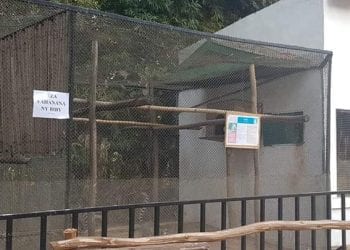 SANTE ANIMALE – Un comité technique et scientifique  mis en place pour faire face aux cas de tuberculose détectés au sein du parc botanique et zoologique de Tsimbazaza