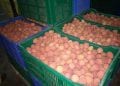 COMMERCE – Autorisation de collecte de litchis pour 1.075 opérateurs de litchis dans la région Atsinanana, près de 14.000 tonnes sont prévus être exportés cette année