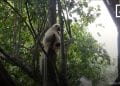 ENVIRONNEMENT – Le rapport « Planète vivante 2022 » du WWF déplore que la biodiversité de Madagascar continue de décliner