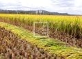 AGRICULTURE –  La Banque mondiale estime à 141,4 millions de dollars par an les pertes de production agricole dues à l’érosion et à la dégradation des terres à Madagascar