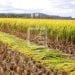 AGRICULTURE –  La Banque mondiale estime à 141,4 millions de dollars par an les pertes de production agricole dues à l’érosion et à la dégradation des terres à Madagascar