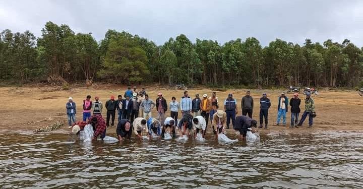 PISCICULTURE – Le ministère de la Pêche et de l’économie bleue déverse 5 000 alevins dans le lac de Tsiazompaniry et offre des filets de pêche aux normes aux pêcheurs de la région
