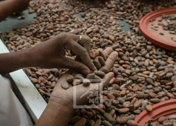 PRODUIT DE RENTE – Près de 15 000 tonnes de cacao exportés par Madagascar en 2021, générant plus de 24 millions de dollars de recettes