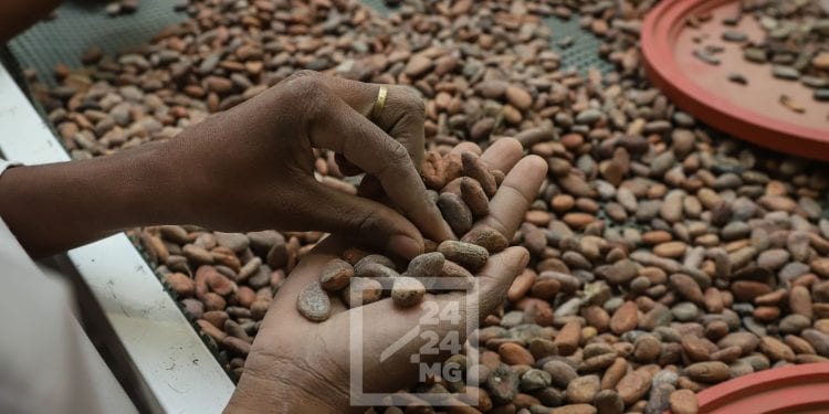 PRODUIT DE RENTE – Près de 15 000 tonnes de cacao exportés par Madagascar en 2021, générant plus de 24 millions de dollars de recettes