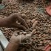 PRODUIT DE RENTE – Près de 15 000 tonnes de cacao exportés par Madagascar en 2021, générant plus de 24 millions de dollars de recettes