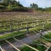 REBOISEMENT – Le ministère de l’Environnement installe cinq nouvelles pépinières géantes produisant jusqu’à un million de jeunes plants par an