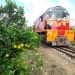 TRANSPORT FERROVIAIRE – Une locomotive de Madarail à envoyer à Fianarantsoa pour assurer la ligne Fianarantsoa – Côte Est en attendant la réparation du système de freinage des locomotives espagnoles