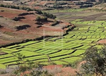 AGRICULTURE – La stratégie nationale de développement rizicole 3.0 validée par les acteurs de la filière riz