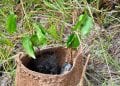ENVIRONNEMENT – Le WWF regrette que Madagascar brûle plus d’arbres qu’il n’en plante