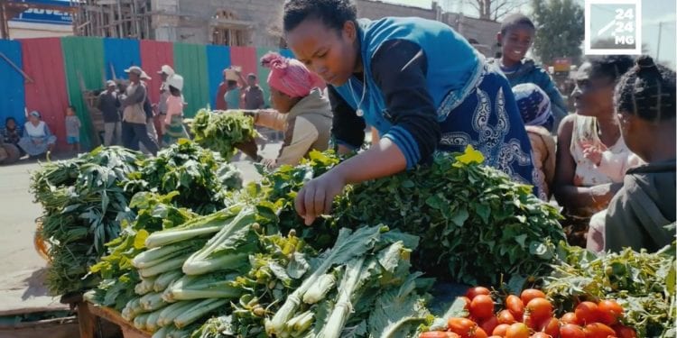 AGRICULTURE – Les prévisions de bonnes récoltes attendues dans l’Androy menacées par les parasites, selon le gouverneur