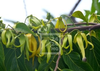 COMMERCE EXTÉRIEUR – Madagascar sur le point de devenir le plus grand producteur d’Ylang Ylang du monde