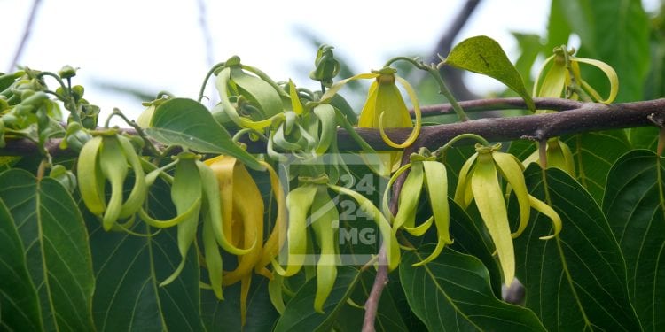 COMMERCE EXTÉRIEUR – Madagascar sur le point de devenir le plus grand producteur d&rsquo;Ylang Ylang du monde