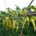 COMMERCE EXTÉRIEUR – Madagascar sur le point de devenir le plus grand producteur d’Ylang Ylang du monde