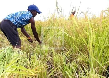 COOPERATION : Une vingtaine de travailleurs qualifiés malgaches dans le secteur de l’agriculture à envoyer travailler au Japon